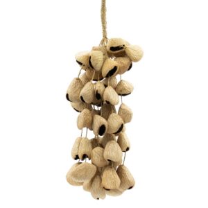 Large Pangi Seed Shell - Natural Nut Shaker (50 Shells)