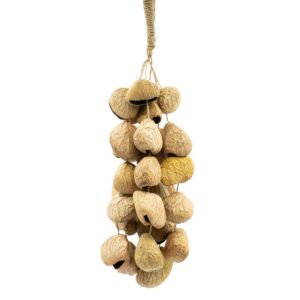 Medium Pangi Seed Shell - Natural Nut Shaker (30 Shells)